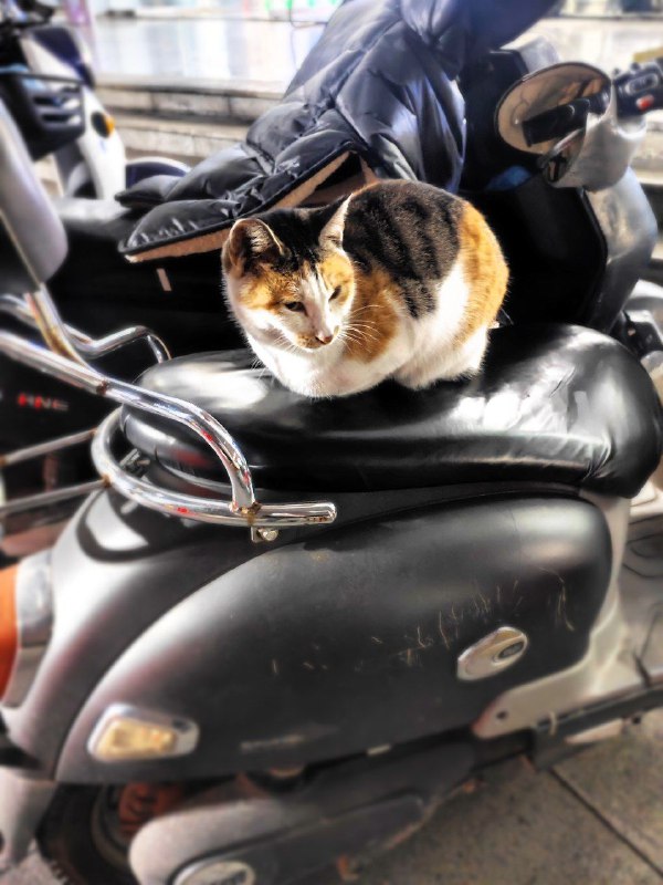 喵？喵喵喵，喵喵喵喵喵喵